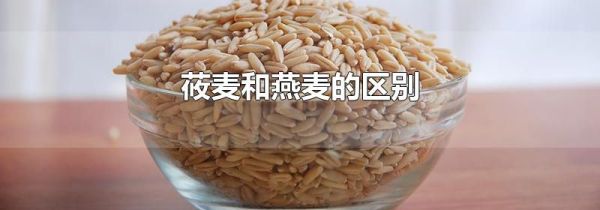 莜麦和燕麦的区别