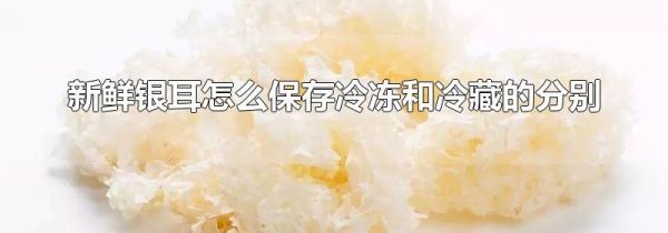新鲜银耳怎么保存冷冻和冷藏的分别