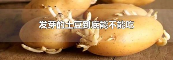 发芽的土豆到底能不能吃