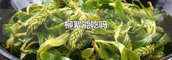柳絮能吃吗