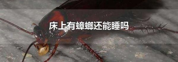 床上有蟑螂还能睡吗