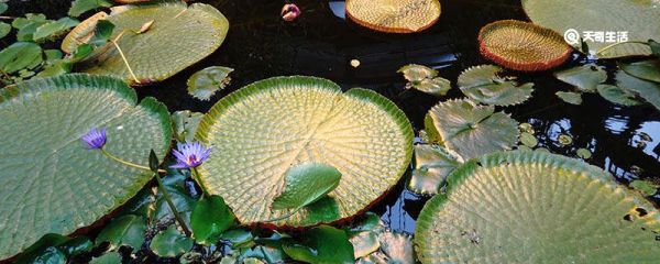 王莲的叶子为什么能载人 王莲的叶子能载人原因