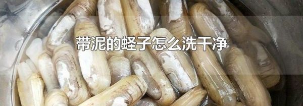 带泥的蛏子怎么洗干净