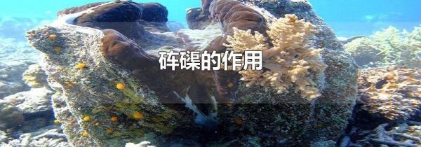 砗磲的作用