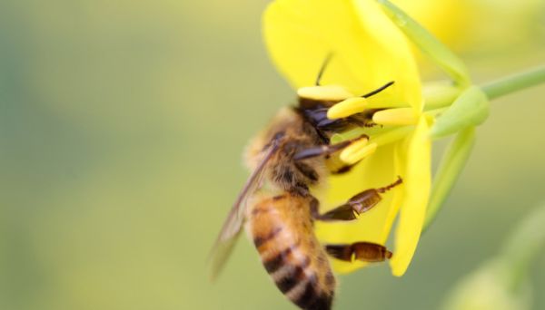 益鸟和益虫都有哪些 什么是益虫