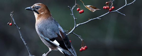 益鸟和益虫都有哪些 什么是益虫