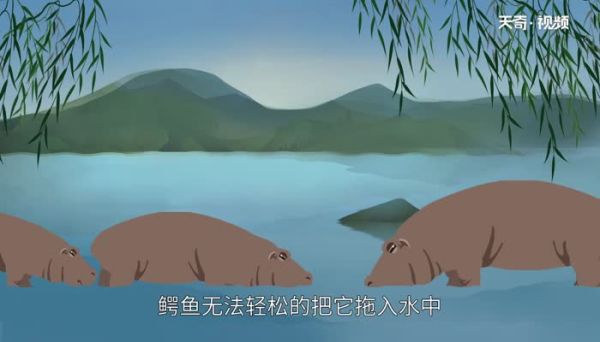 鳄鱼为什么不吃河马 鳄鱼不吃河马是什么原因