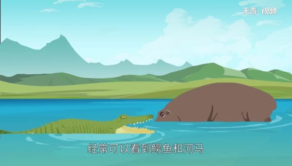 鳄鱼为什么不吃河马 鳄鱼不吃河马是什么原因