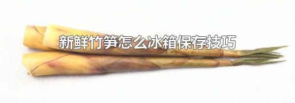 新鲜竹笋怎么冰箱保存技巧