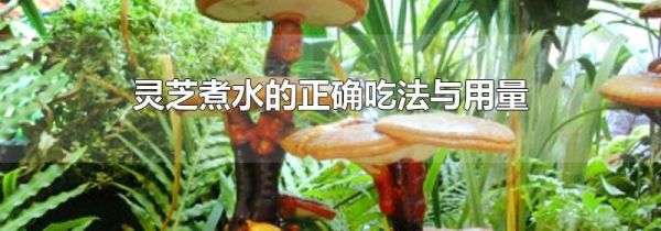 灵芝煮水的正确吃法与用量