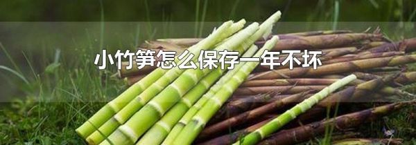 小竹笋怎么保存一年不坏