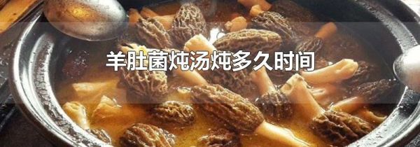羊肚菌炖汤炖多久时间