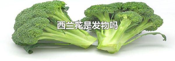 西兰花是发物吗