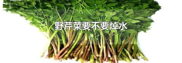 野芹菜要不要焯水