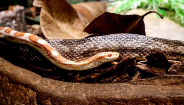 蛇的特点和生活习性 蛇的特点和生活特征