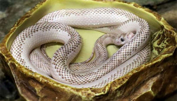 蛇的特点和生活习性 蛇的特点和生活特征