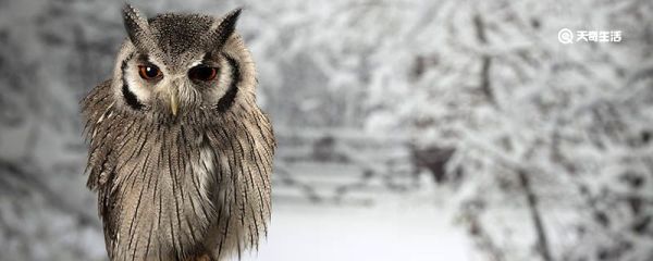 猫头鹰怎么睡觉 猫头鹰的生活习性