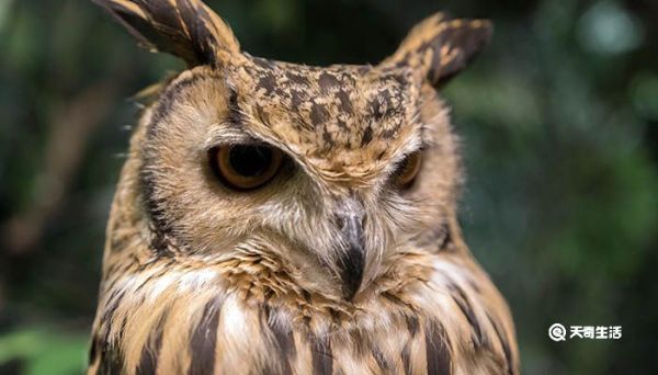 猫头鹰怎么睡觉 猫头鹰的生活习性