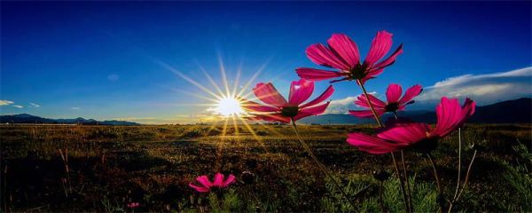 植物怎样传播种子   植物传播种子的方法是什么