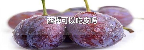 西梅可以吃皮吗