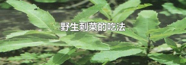 野生刺菜的吃法