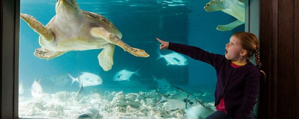 壁挂式鱼缸详细介绍 壁挂式鱼缸详细情况是什么