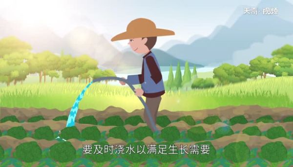 西兰花变黄了还能吃吗 变黄的西蓝花可不可以吃