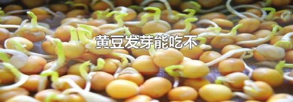 黄豆发芽能吃不