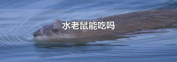 水老鼠能吃吗