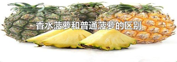 香水菠萝和普通菠萝的区别