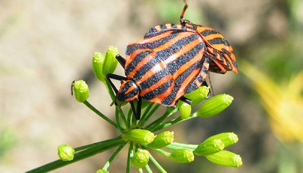 臭虫怕什么 臭虫怕什么东西