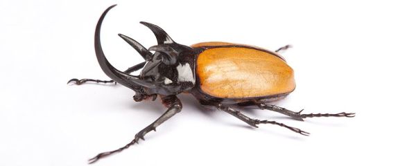 臭虫怕什么 臭虫怕什么东西