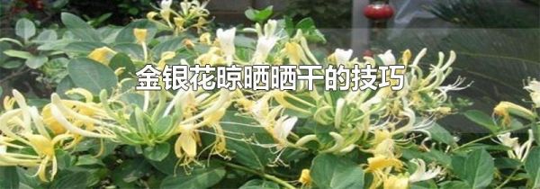 金银花晾晒晒干的技巧