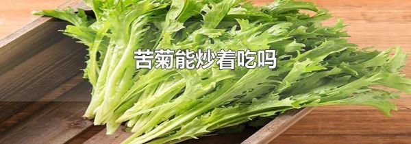 苦菊能炒着吃吗