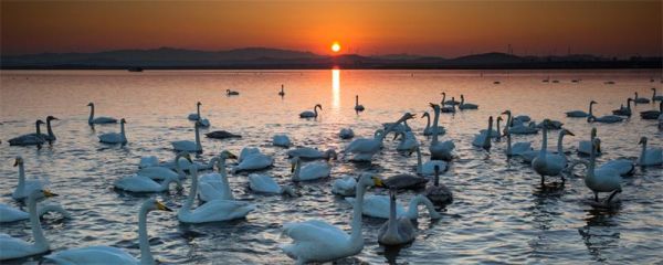 合肥天鹅湖的面积多少 合肥天鹅湖占地多少亩