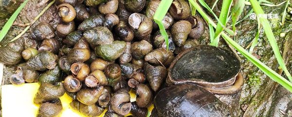 猫眼螺煮多久 猫眼螺煮多久才行