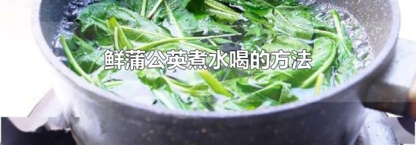 鲜蒲公英煮水喝的方法