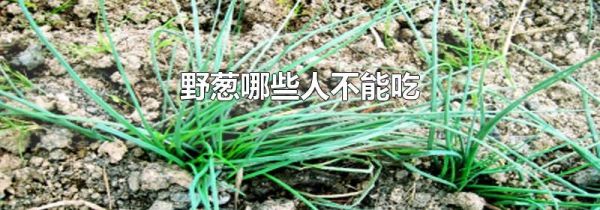 野葱哪些人不能吃
