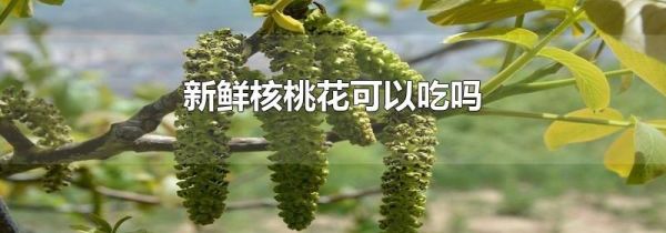 新鲜核桃花可以吃吗
