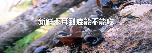 新鲜木耳到底能不能吃