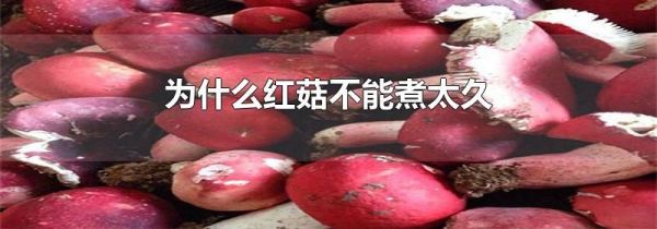 为什么红菇不能煮太久