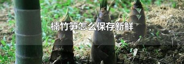 楠竹笋怎么保存新鲜