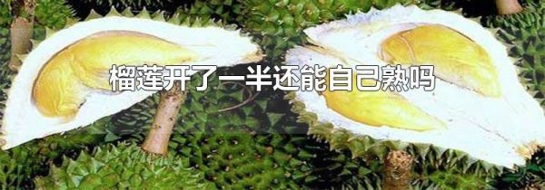 榴莲开了一半还能自己熟吗
