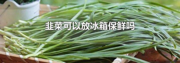 韭菜可以放冰箱保鲜吗