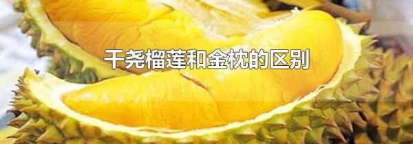 干尧榴莲和金枕的区别