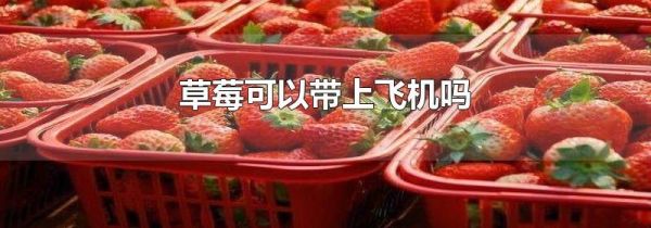 草莓可以带上飞机吗