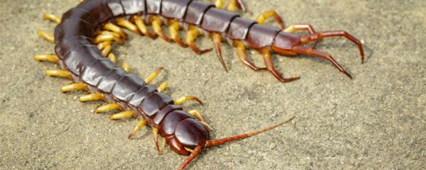 蜈蚣的生活环境和特点 蜈蚣生活环境及特点