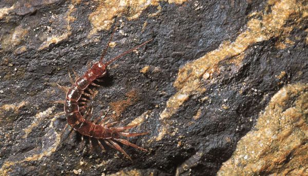 蜈蚣的生活环境和特点 蜈蚣生活环境及特点