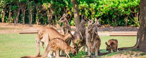 袋鼠的尾巴有什么作用 袋鼠的尾巴作用是什么