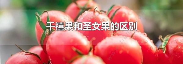 千禧果和圣女果的区别